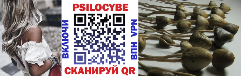 KRAKEN   Братск  Псилоцибиновые грибы Psilocybe 